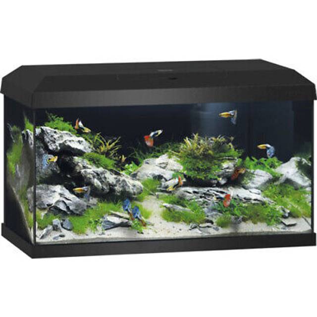 Juwel Akvarium Primo 60 Svart 2.0 61X31X37 cm, ca 57L