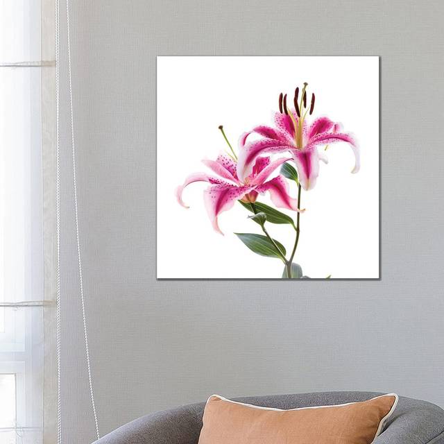 Close-up of Stargazer Lily Against White Background - Wrapped Canvas Photograph (66.04 cm H x 66.04 cm W x 3.175 cm D)