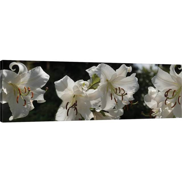 Close-up of White Lilies Flowers by Panoramic Images - Wrapped Canvas Panoramic Photograph (152.4 cm H x 50.8 cm W x 3.175 cm D)