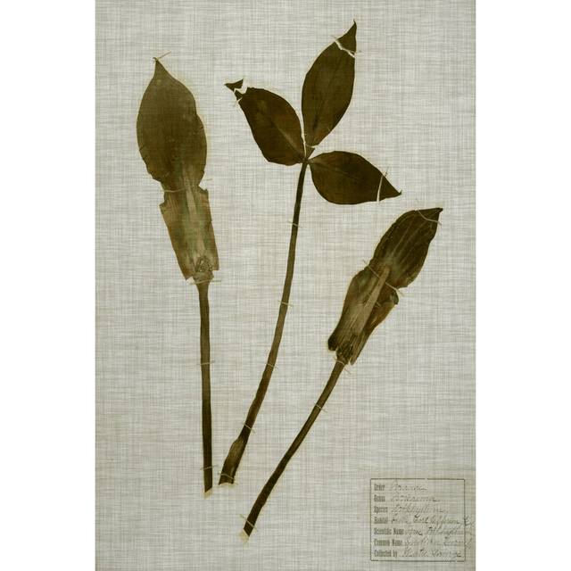 Pressed Leaves on Linen IV - Wrapped Canvas Graphic Art (46cm H x 30cm W x 3.8cm D)
