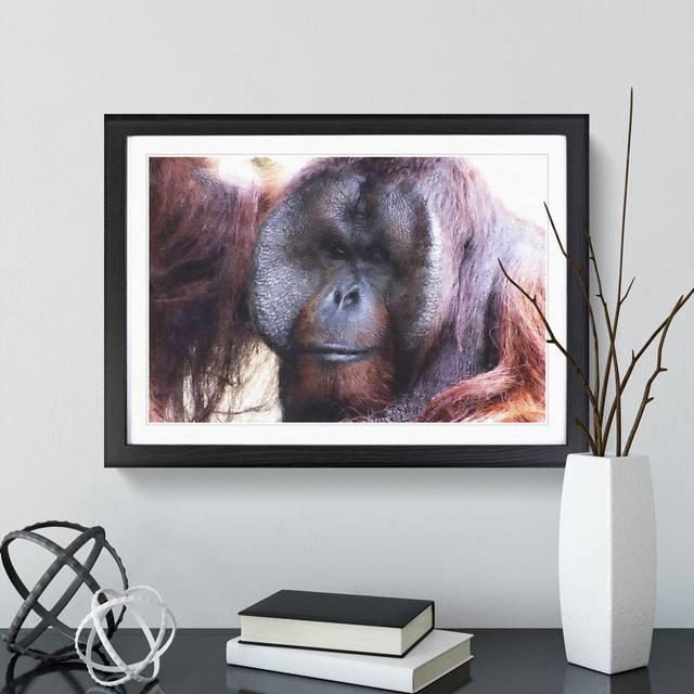 Orangutan Monkey Vol.2 - Picture Frame Painting - Black Framed (48cm H x 65cm W x 2cm D)