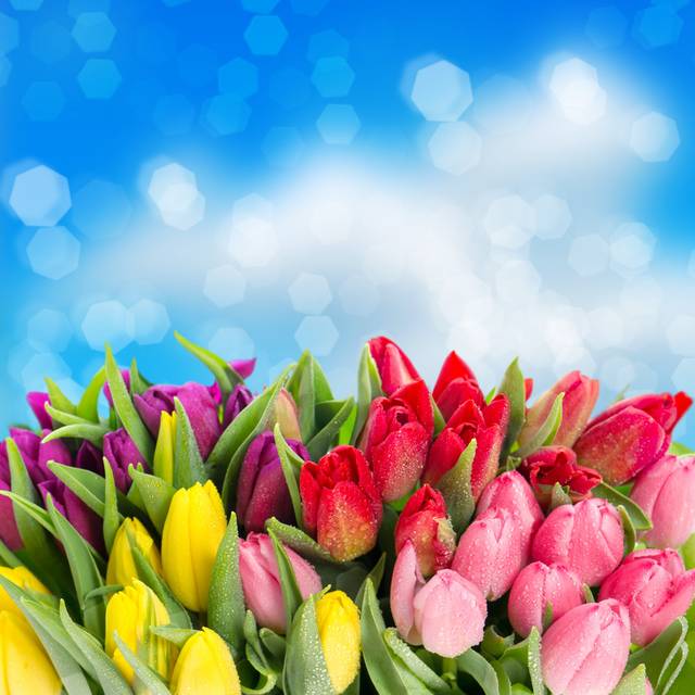Fresh Spring Tulip Flowers by LiliGraphie - Wrapped Canvas Photograph (51cm H x 51cm W x 3.8cm D)