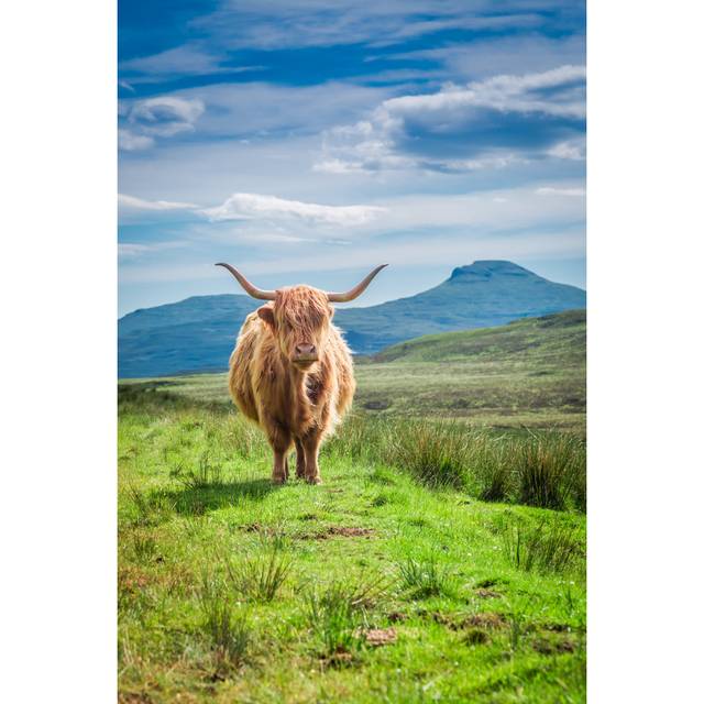 Furry Highland Cow by Shaiith - Wrapped Canvas Photograph (76cm H x 51cm W)