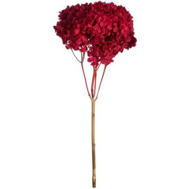 15 Red Hydrangea Stem