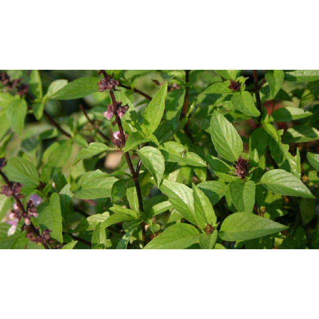 SAFLAX - Thai Basil - 200 seeds - Ocimum basilicum