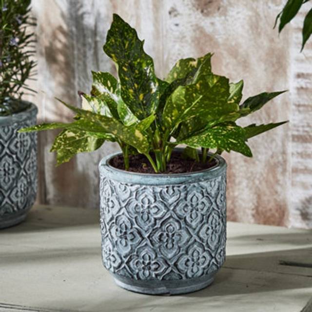 Vintage Embossed Trellis Design Small Flower Planter Indoor Outdoor Plant Pot (H) 15cm, (Dia)15cm - Grey