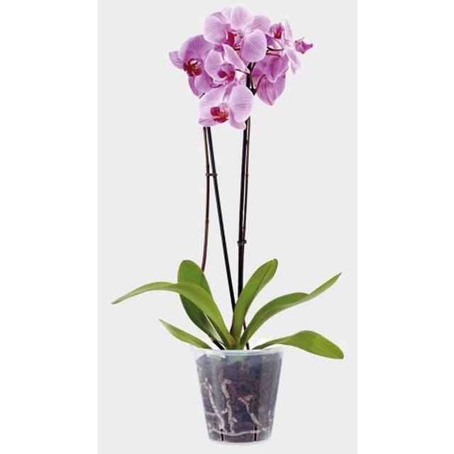 2 Clear Orchid Pots Stewart Plastic Orchid Flower Plant Pot 18cm