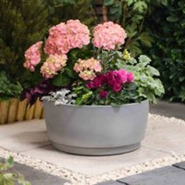 Thompson&morgan - Caesar Concrete Effect Bowl Planter for Garden Outdoor Patio Grey Small (x1)