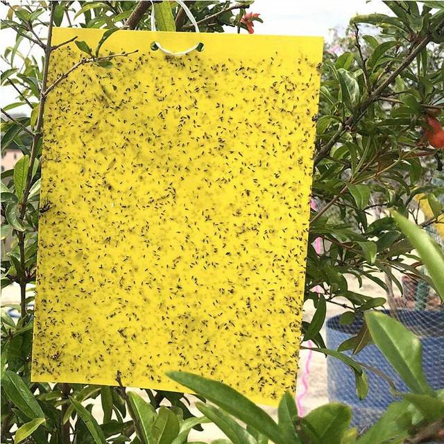10pcs Yellow Double-Sided Sticky Traps Catch Multiple Flying Insects Instantly, Pest Control