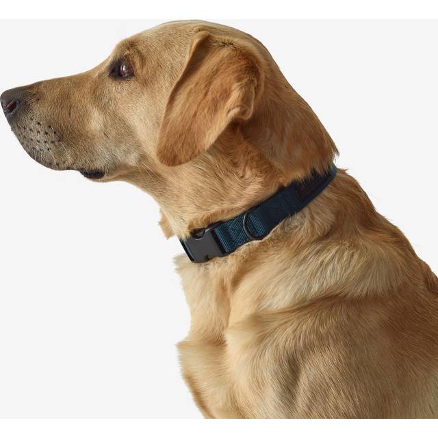 Dog Collar 100 Blue - Teal Blue