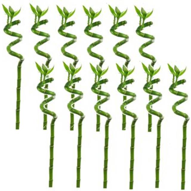 Plant in a Box Lucky Bamboo - 12 Pcs. - Dracaena Sanderiana - Height 40-50Cm - Pot 2Cm - One Size