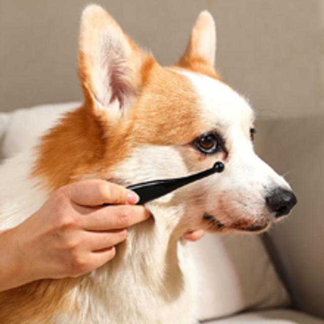 Rengöringsborste för sällskapsdjur, tårfläckborste för hund, hundvalp, ögonavföring, borste för rengöring av husdjur - Svart (Multi-size)