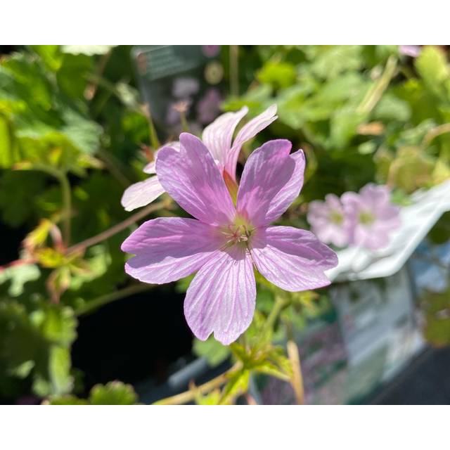 Geranium Hybrid 'Dreamland' Staude