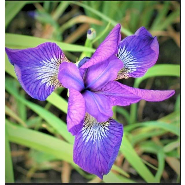 Iris Sibirica 'Sparkling Rose' Staude