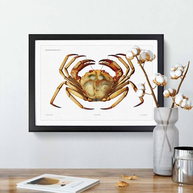 Atlantic Crab by Albert I - Picture Frame Painting Print on Paper - Black Framed (33cm H x 45cm W x 2cm D)