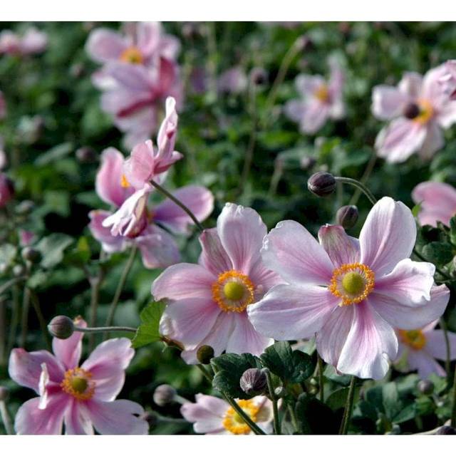 Anemone Japonica 'Königin Charlotte'