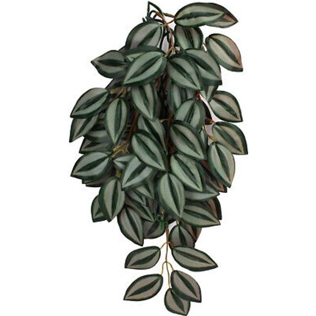 Komodo zebrina hanging plant 1 each/sm, 16 in by komodo