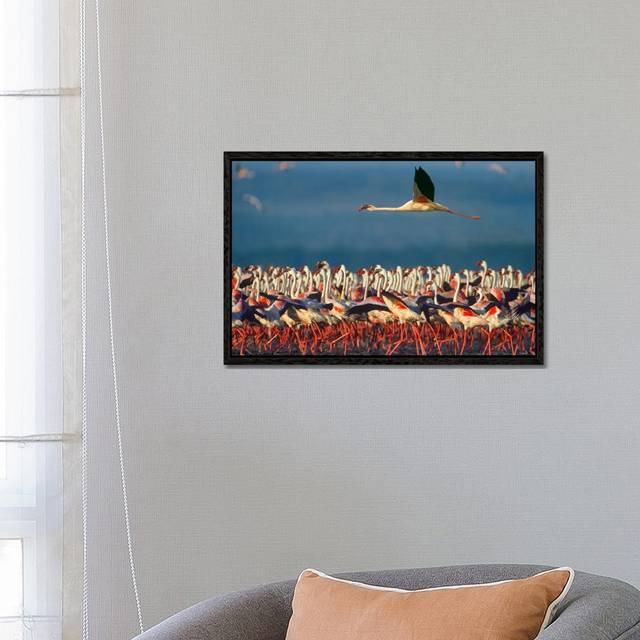 Lesser Flamingo Flying Over Flock, Lake Nakuru, Kenya by Tim Fitzharris - Gallery-Giclée on Canvas - Black Framed (66.04 cm H x 45.72 cm W)