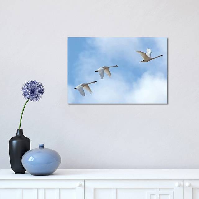 Swan Flight by Brian Wolf - Wrapped Canvas Art Prints (30.48cm H x 45.72cm W)