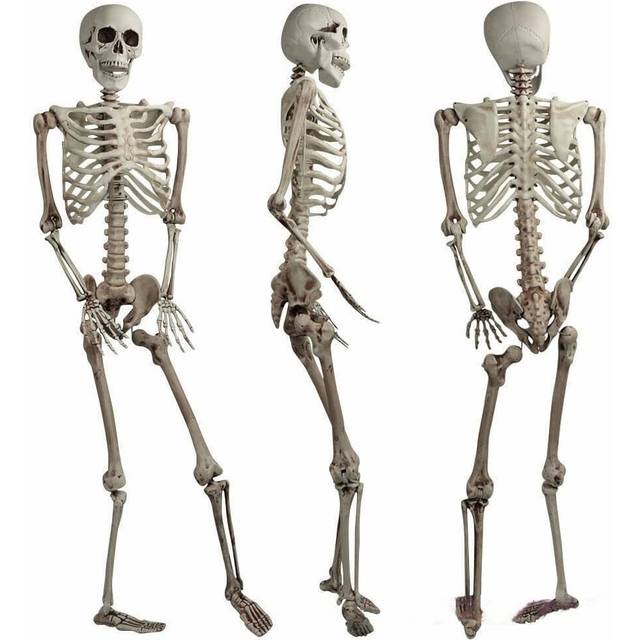 Halloween Poseable Skeleton Decoration 165cm - White - One Size