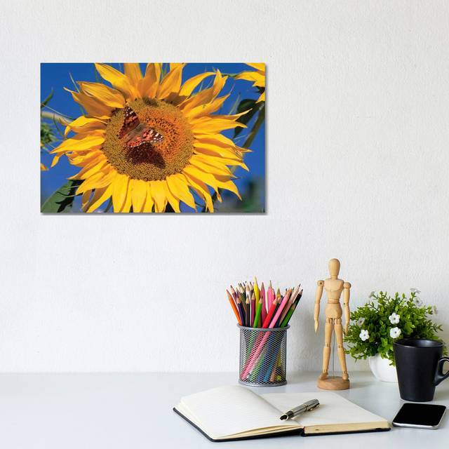 Painted Lady Butterfly On Sunflower, New Mexico by Tim Fitzharris - No Frame Gallery-Wrapped Canvas Giclée on Canvas - White;Yellow;Orange;Corn;Grenadier (20.32cm H x 30.48cm W)