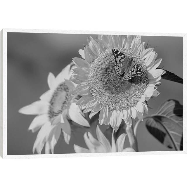 American Painted Lady Butterfly On Sunflower, New Mexico by Tim Fitzharris - Gallery- Giclée on Canvas - White Framed (66.04 cm H x 45.72 cm W)