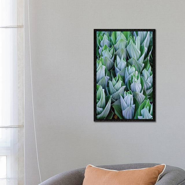 False Hellebore With Frost, Gothic, Colorado - Black Framed (66.04 cm H x 45.72 cm W)