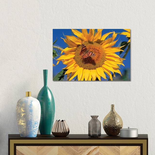 Painted Lady Butterfly On Sunflower, New Mexico by Tim Fitzharris - No Frame Gallery-Wrapped Canvas Giclée on Canvas - White;Yellow;Orange;Corn;Grenadier (30.48cm H x 45.72cm W)