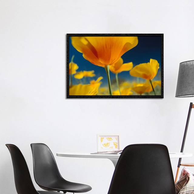 Mexican Golden Poppy, New Mexico by Tim Fitzharris - Gallery-Wrapped Canvas Giclée on Canvas - Black Framed (101.6 cm H x 66.04 cm W)