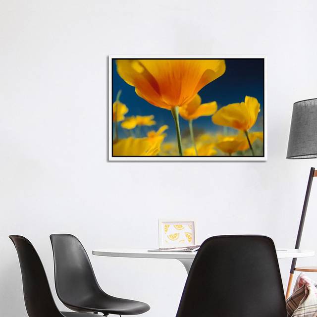 Mexican Golden Poppy, New Mexico by Tim Fitzharris - Gallery-Wrapped Canvas Giclée on Canvas - White Framed (101.6 cm H x 66.04 cm W)