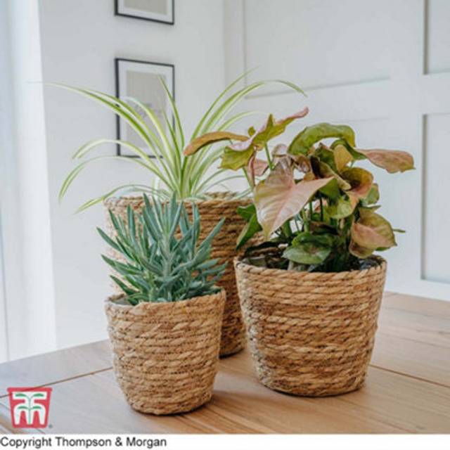Thompson & Morgan Small Osaka Straw Plant Pot (indoor) x 1