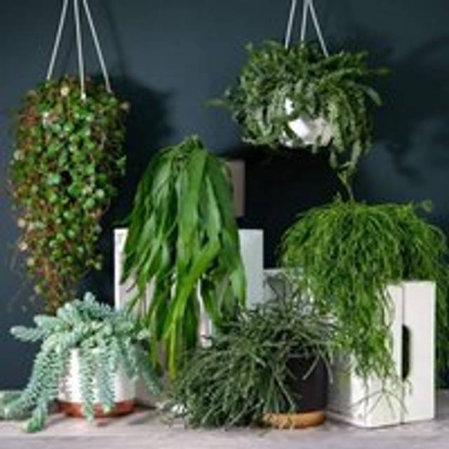 Thompson & Morgan Houseplant Nurserymans Choice Succulent Hanging Basket 14cm Pot x 1