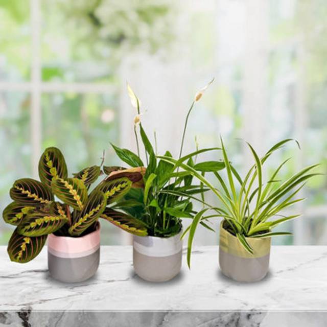 Air Purifying Indoor Plants, Mix of 3 House Plants in 12cm Pots, Peace Lily, Spider Plant, Prayer Plant, Real Plants to Grow - Green - One Size