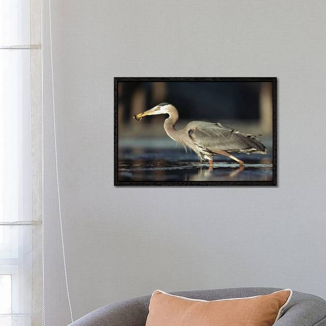 Great Blue Heron With Captured Fish, British Columbia, Canada by Tim Fitzharris - Gallery-Wrapped Canvas GiclÃ©e on Canvas - Black Framed (45.72cm H x 66.04cm W x 3.81cm D)