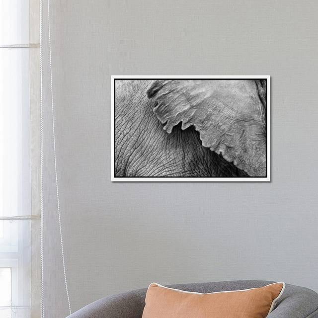 Elephant Ear And Texture - Black And White by Susan Richey - Gallery-Wrapped Canvas Giclée on Canvas - White Framed (45.72cm H x 66.04cm W x 3.81cm D)