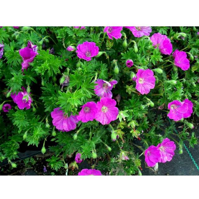 Geranium Sanguineum 'Max Frei' Staude