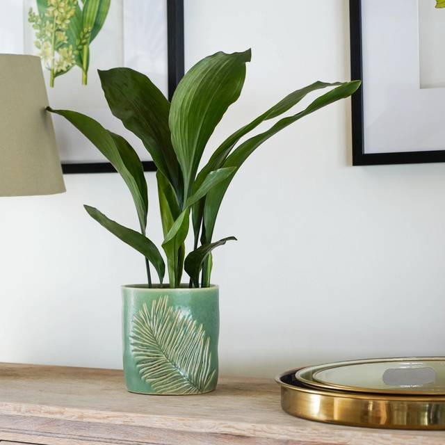 Kew Stoneware Sago Palm Plant Pot - Olive