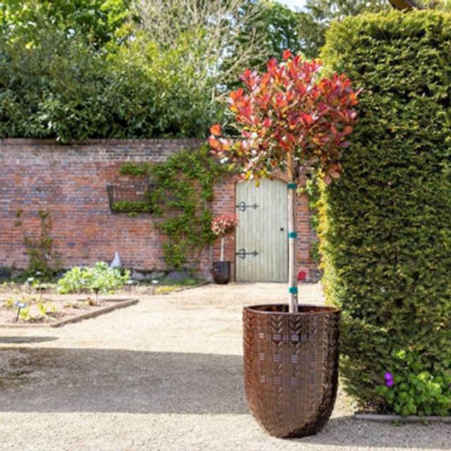 Textured Glazed Terracotta Planter In Glossy Coffee Brown 63cm - One Size