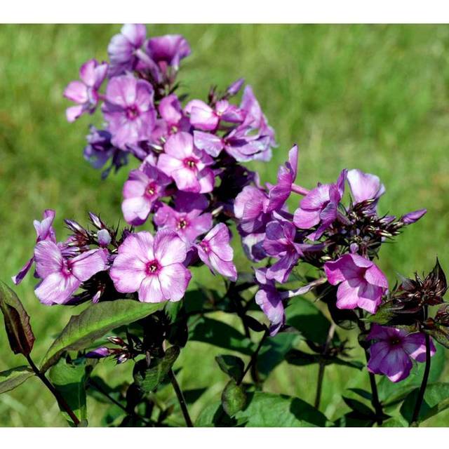 Phlox Paniculata 'Blue Paradise' Staude