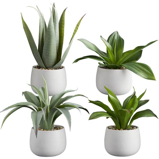 47th & Main CMR085 Succulents in Small Pot - Set of 4