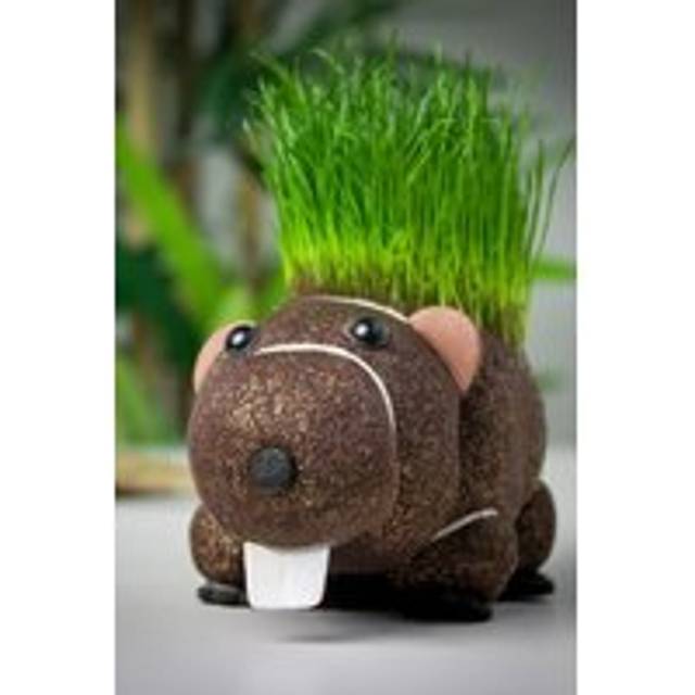 Grow Your Own Hairy Beaver - Brown
