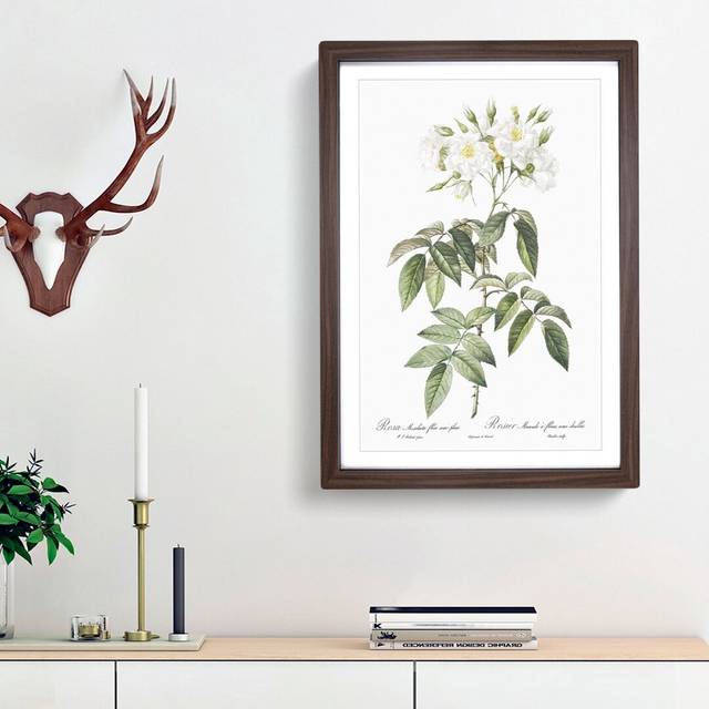 Musk Rose in White by Pierre-Joseph Redoute - Picture Frame Painting Print - Walnut Framed (36cm H x 27cm W x 2cm D)