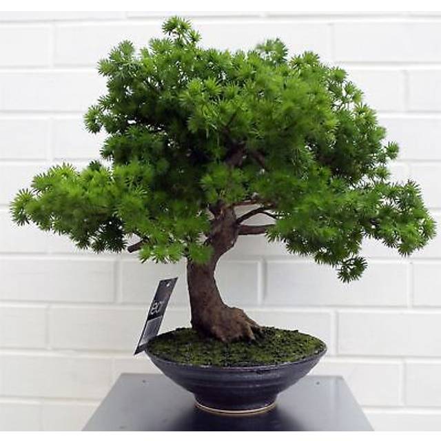 Leaf Design 50cm Artificial Luxury Pine Bonsai Tree