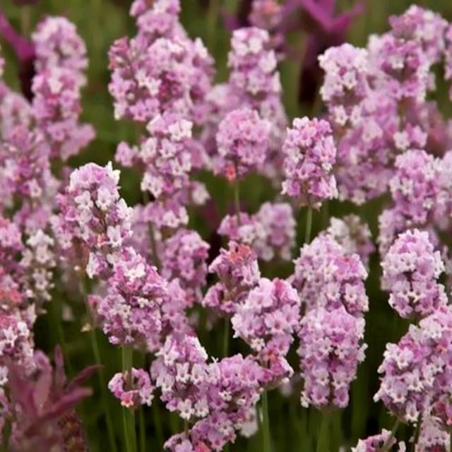 Lavendel Rosea - Lavandula Angustifolia Rosea Staude