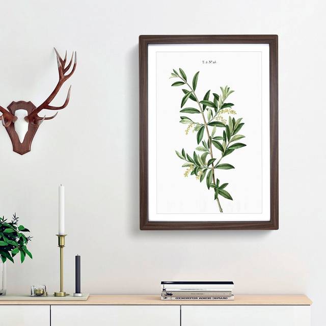 Green Olive Tree by Pierre-Joseph Redoute - Picture Frame Painting Print - Walnut Framed (48cm H x 36cm W x 2cm D)