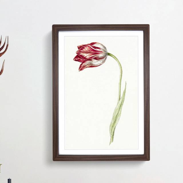 Pink Tulip Flower by Jean Bernard - Picture Frame Painting Print - Walnut Framed (65cm H x 48cm W x 2cm D)