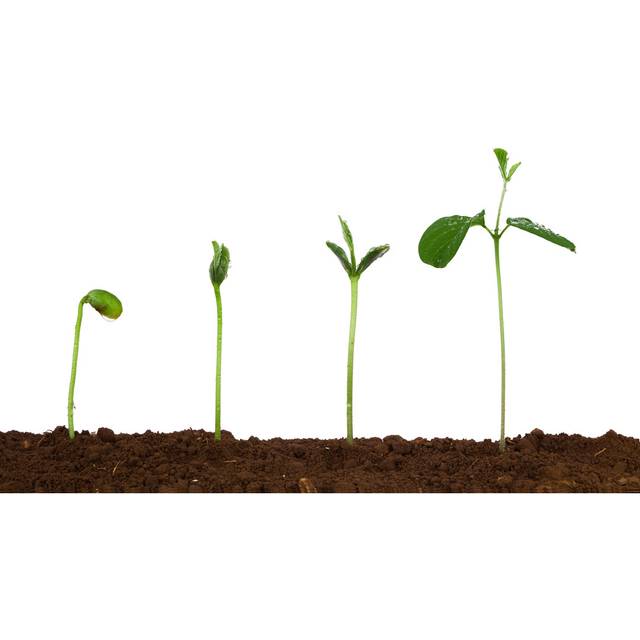 Plant Sequence In Dirt by Feellife - No Frame Art Prints on Canvas - Brown (51cm H x 76cm W)