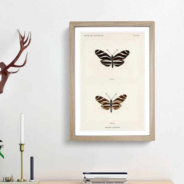 Zebra Longwing Butterfly by S.F. Denton - Picture Frame Graphic Art Print - Oak Framed (48cm H x 36cm W x 2cm D)
