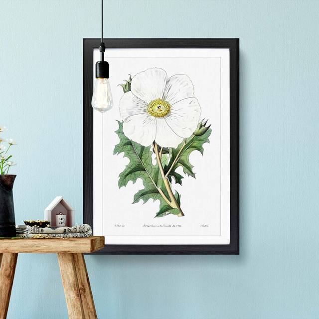 White Mexican Poppy Flower - Picture Frame Art Prints - Black Framed (36cm H x 27cm W x 2cm D)