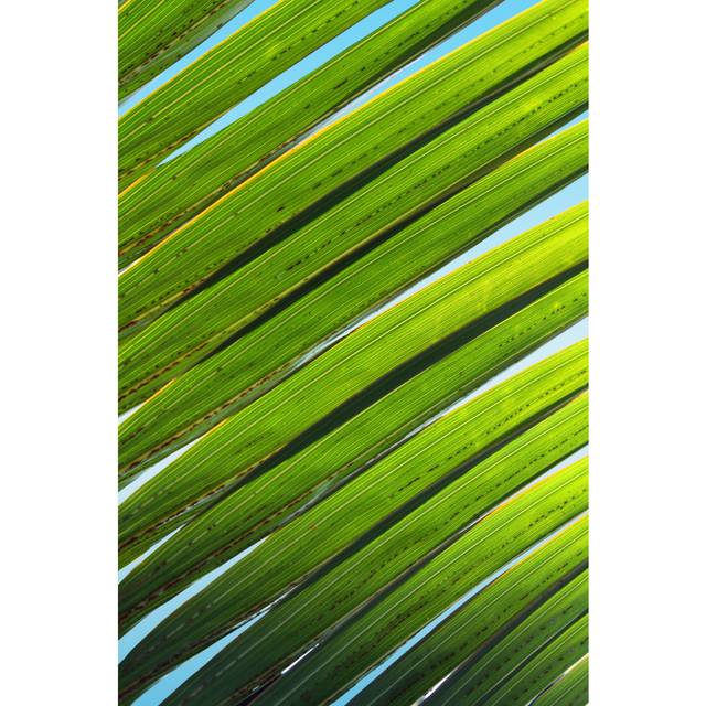 Palm Tree With Sky by Jsmith - No Frame Art Prints on Canvas - Green (122cm H x 81cm W)